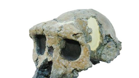 Die Lücken in der Entstehungsgeschichte des Menschen schließen sich. Hier der Schädel des derzeit ältesten Vorfahren, Sahelanthropus tschadensis.