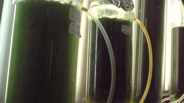 Cyanobakterien (Spirulina-platensis-Algen) in Reaktionsgläsern in einem Labor