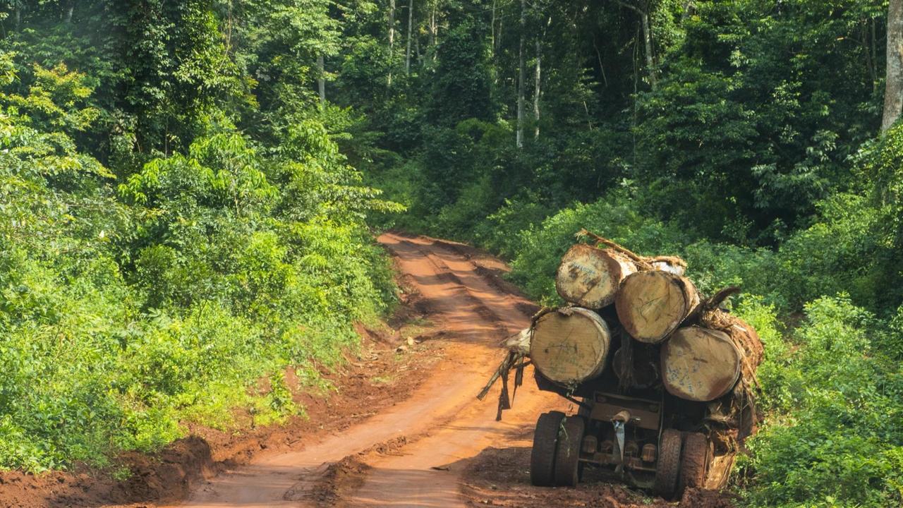 Holztransporter auf einer Piste im Regenwald in Kamerun