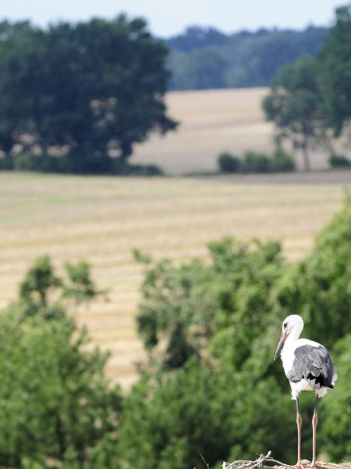 Zwei Jungstörche sitzen in Veelböken im Landkreis Nordmecklenburg in ihrem Nest.