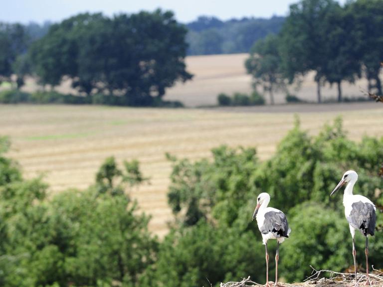 Zwei Jungstörche sitzen in Veelböken im Landkreis Nordmecklenburg in ihrem Nest.