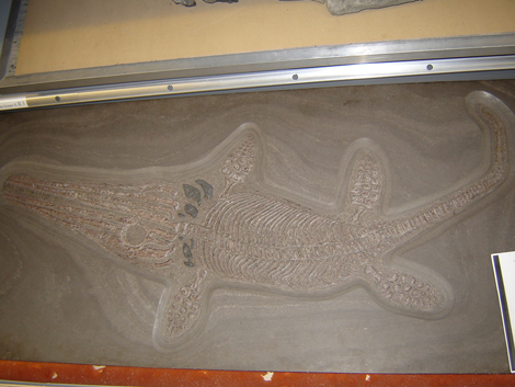 Unter den Schätzen des Stuttgarter Museums befinden sich auch Fälschungen, wie dieses Meeressaurierfossil.