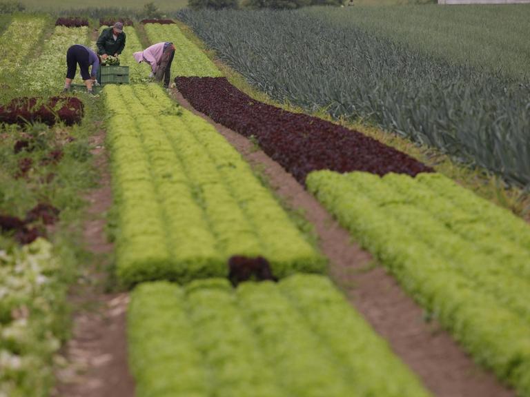 Blick auf ein Feld mit Salat, im Hintergrund sind Menschen beim ernten zu sehen
