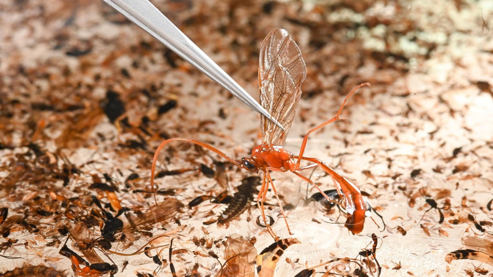 Ein Mitarbeiter der Zoologischen Staatssammlung München nimmt mit einer Pinzette eine Schlupfwespe aus einer Sortierschale, in der sich die Probe einer Insektenfalle befindet. 