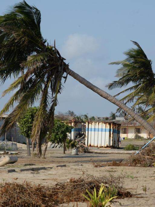 03.09.2019, Mosambik, Beira: Am Strand von Beira steht ein Baum, der von Zyklon "Idai" teilweise entwurzelt wurde. Genau über der Stadt mit rund 500 000 Einwohnern traf der tropische Wirbelsturm in der Nacht zum 15. März auf Land. Die Schäden von Zyklon «Idai» in Mosambik haben eine Langzeitwirkung. Viele Menschen haben auch ihre Ernte verloren - eine Nahrungsmittelkrise droht. Foto: Gioia Forster/dpa | Verwendung weltweit