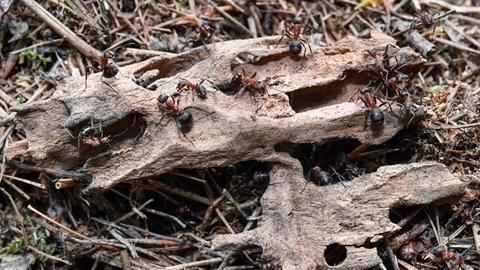 Kahlrückige Waldameisen in einem Wald nahe Birkenwerder (Brandenburg).