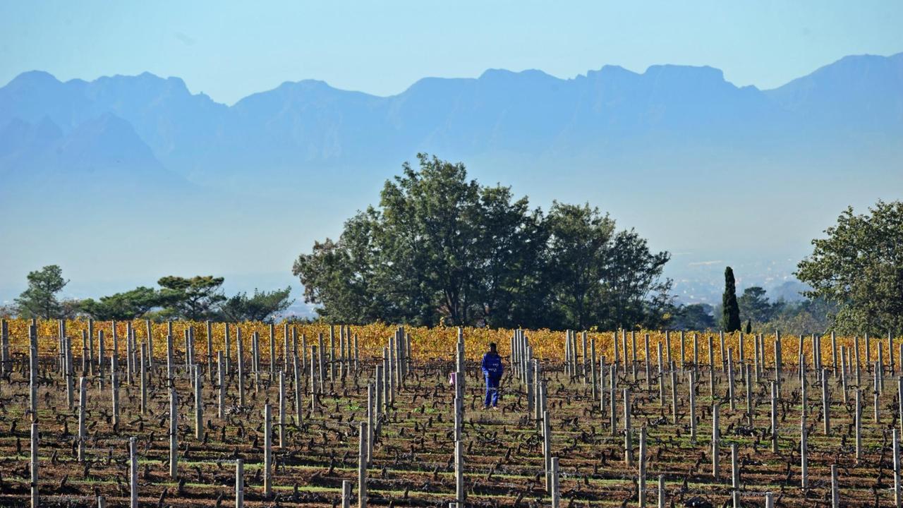 Ein Arbeiter läuft am Freitag über ein Weinfeld in Constantia bei Kapstadt 