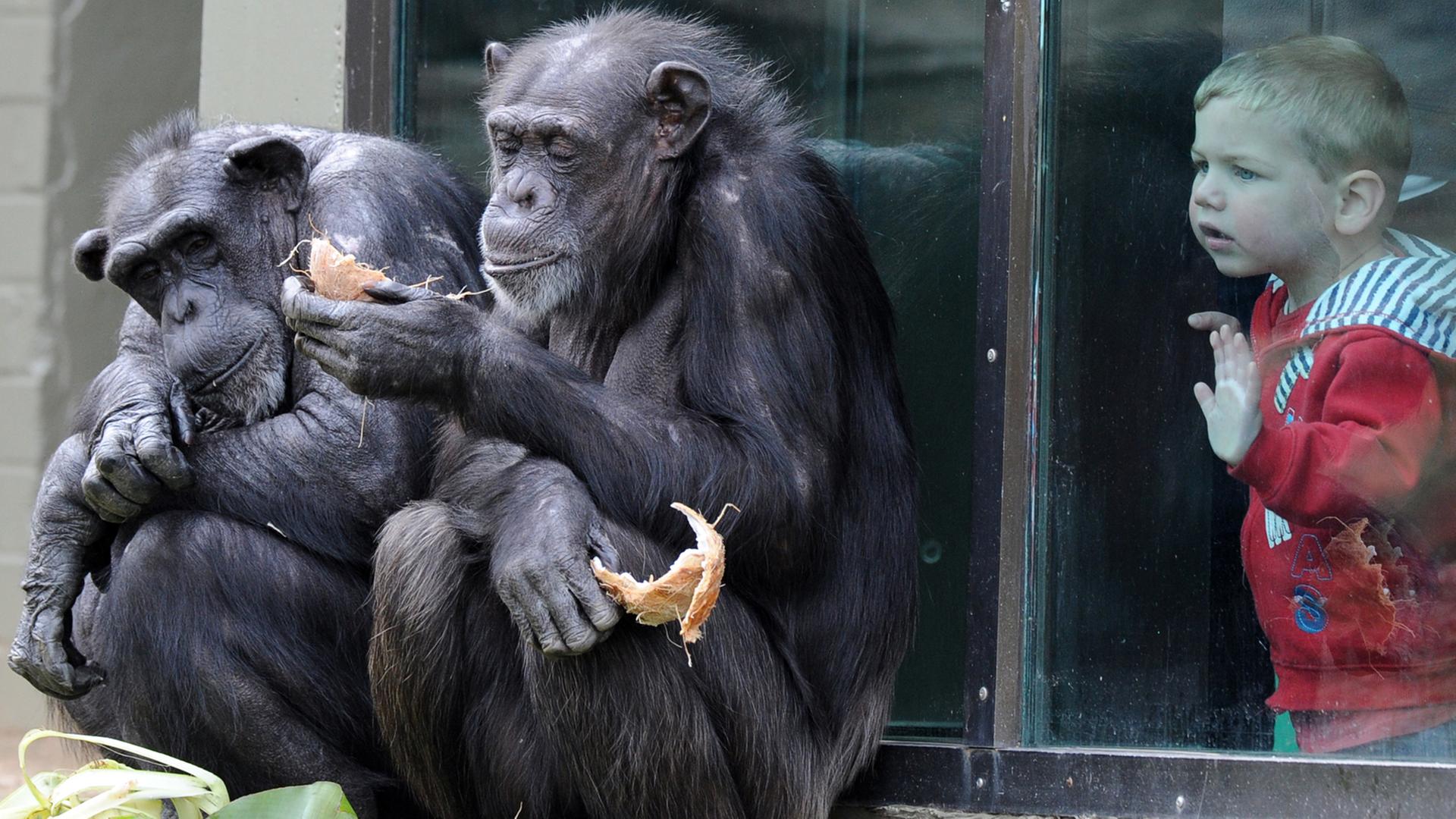Ein Kind beobachtet zwei Schimpansen im Zoo.