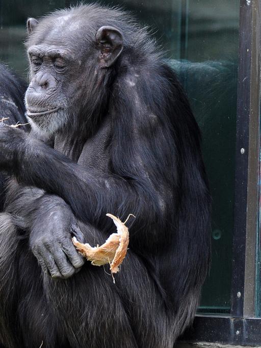 Ein Kind beobachtet zwei Schimpansen im Zoo.