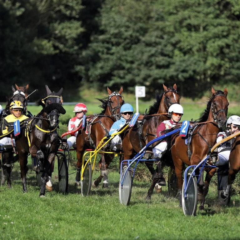 Bei einem Rennen auf der Trabrennbahn in Quakenbrück laufen die Pferde im Pulk über den Rasen.