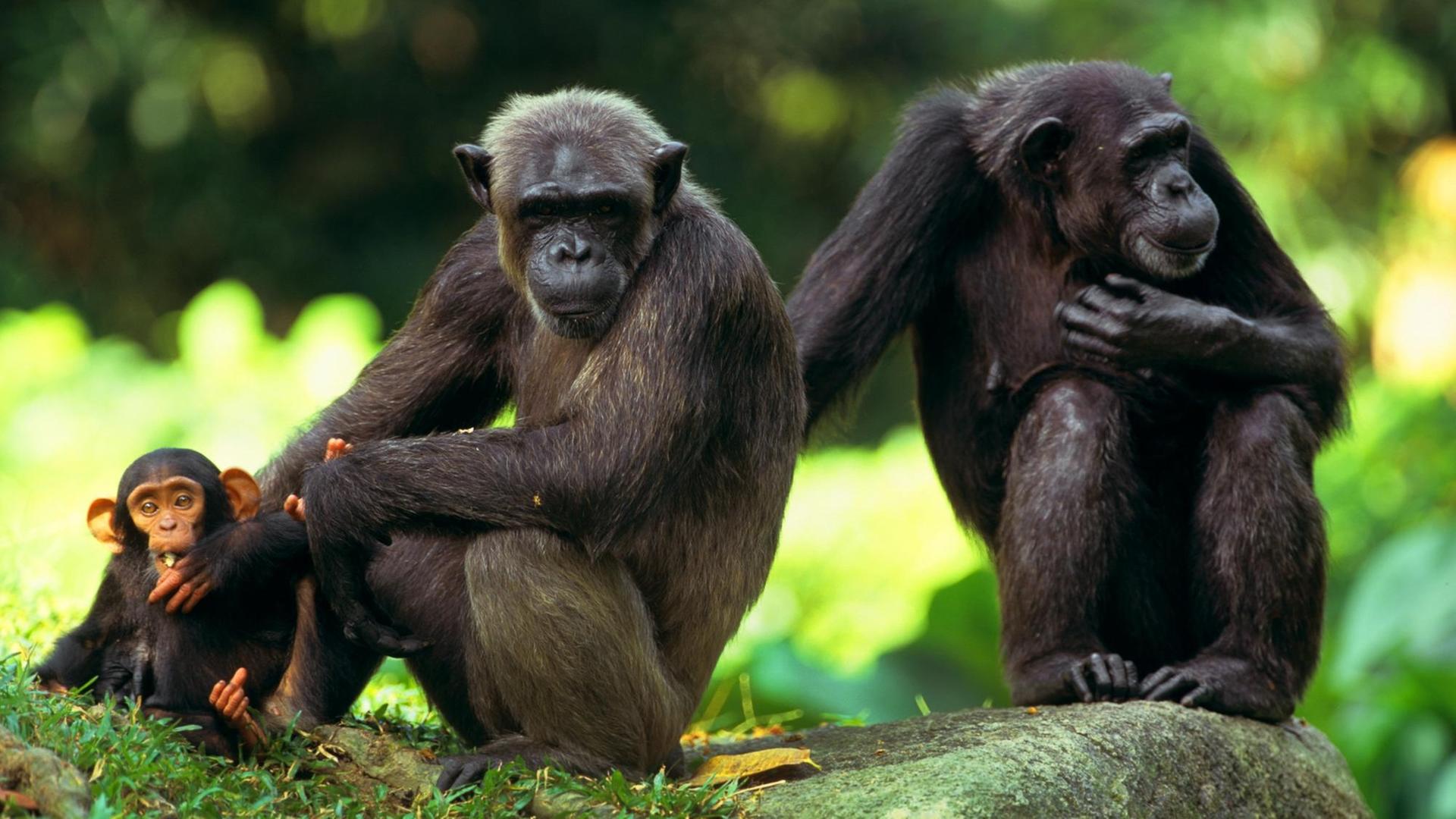 Zwei Schimpansen (Pan troglodytes) sitzen zusammen mit einem Jungtier auf einem Felsblock