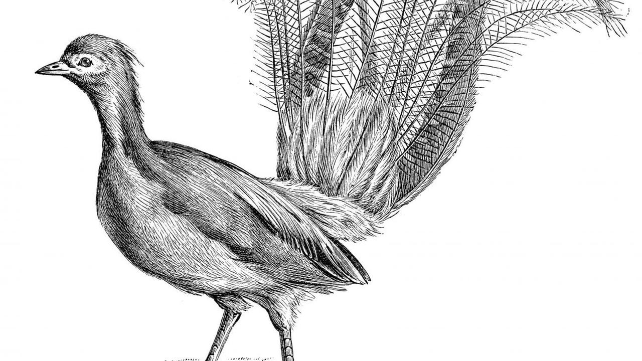 Illustration eines Vogels - Leierschwanz