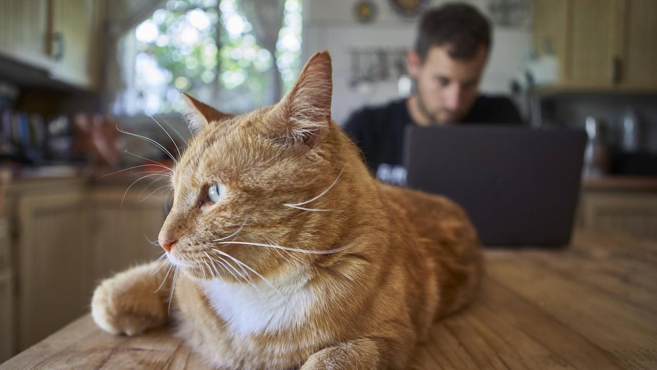 Eine Katze liegt auf dem Küchentisch während ein Mann im Hintergrund an demselben Tisch an seinem Computer arbeitet.