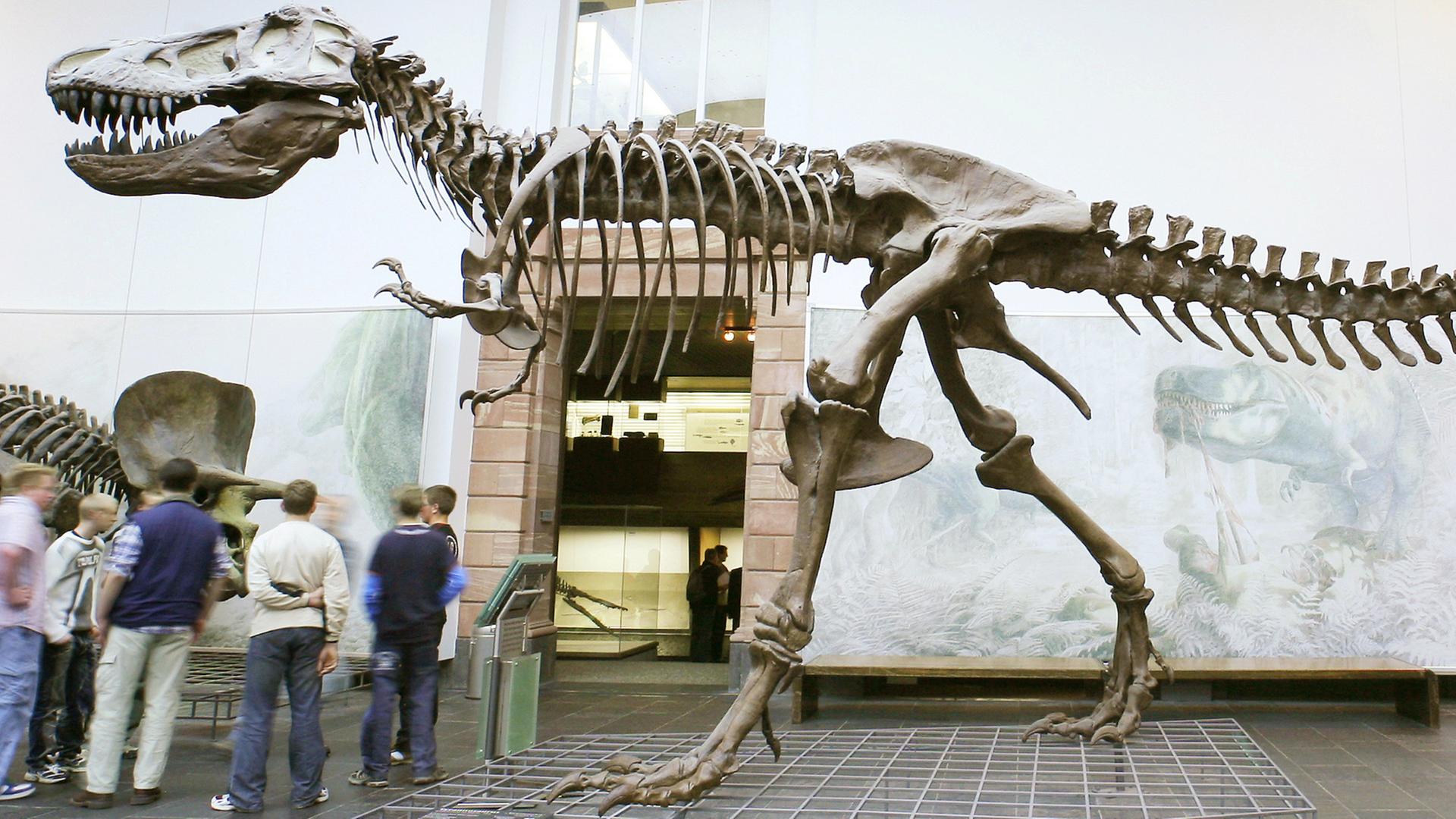 Eine Gruppe von Schülern zwischen den Nachbildungen von Saurierskeletten, links ein Triceratops und rechts ein Tyrannosaurus rex, aufgenommen im Senckenberg-Museum in Frankfurt am Main