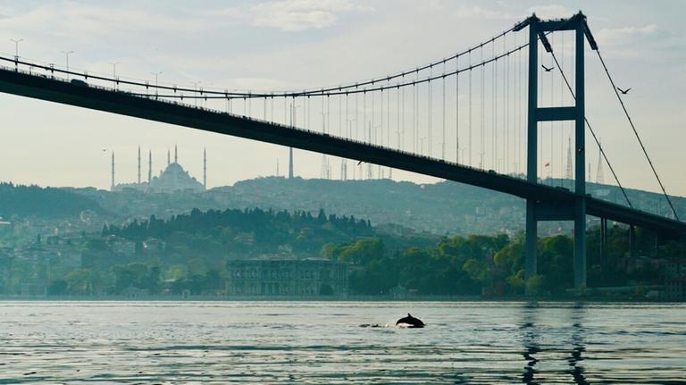 Unter einer großen Hängebrücke mit Blick auf die Berge, springt ein Delfin aus dem Wasser.
