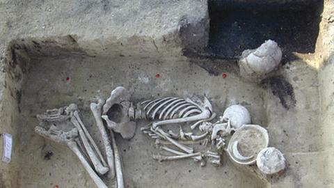 7500 Jahre alt ist dieses Skelett aus der Nähe von Halberstadt.