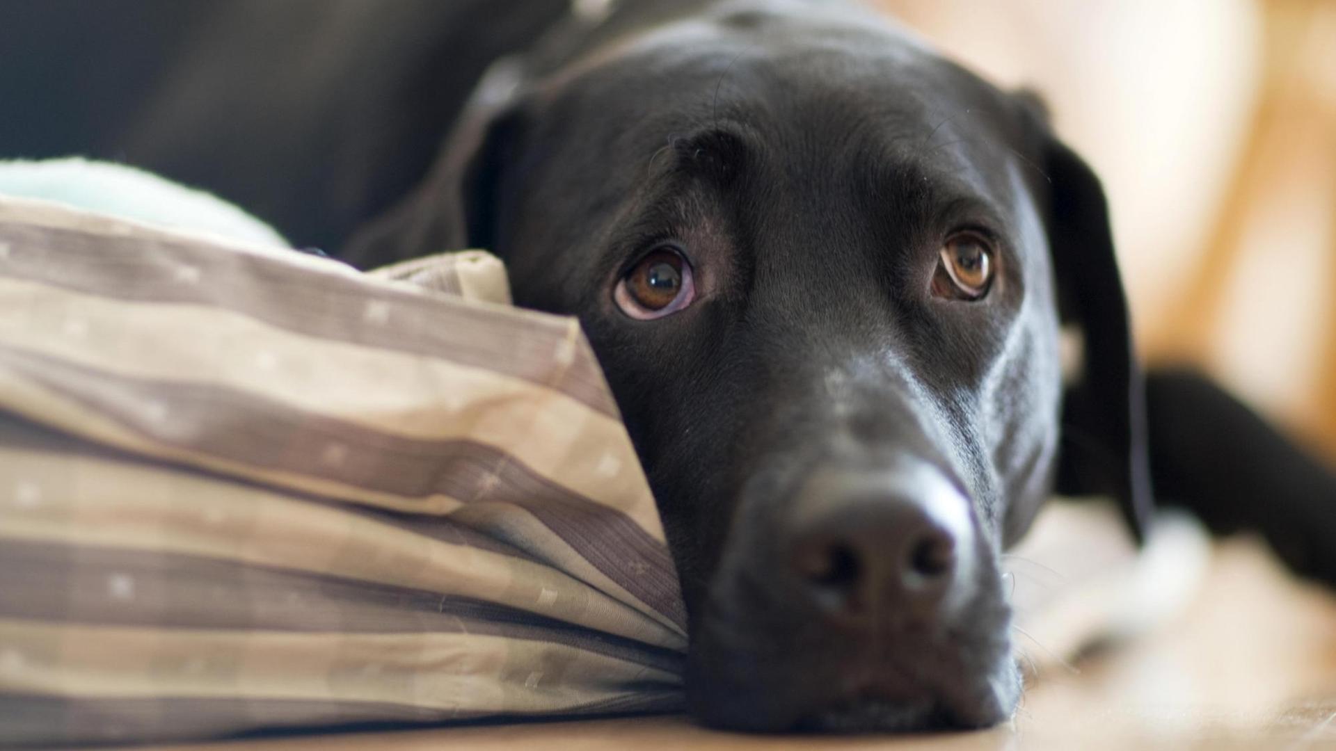 Sogenannter Hundeblick: Ein schwarzer Labradormischling liegt auf einem Kissen und schaut traurig.