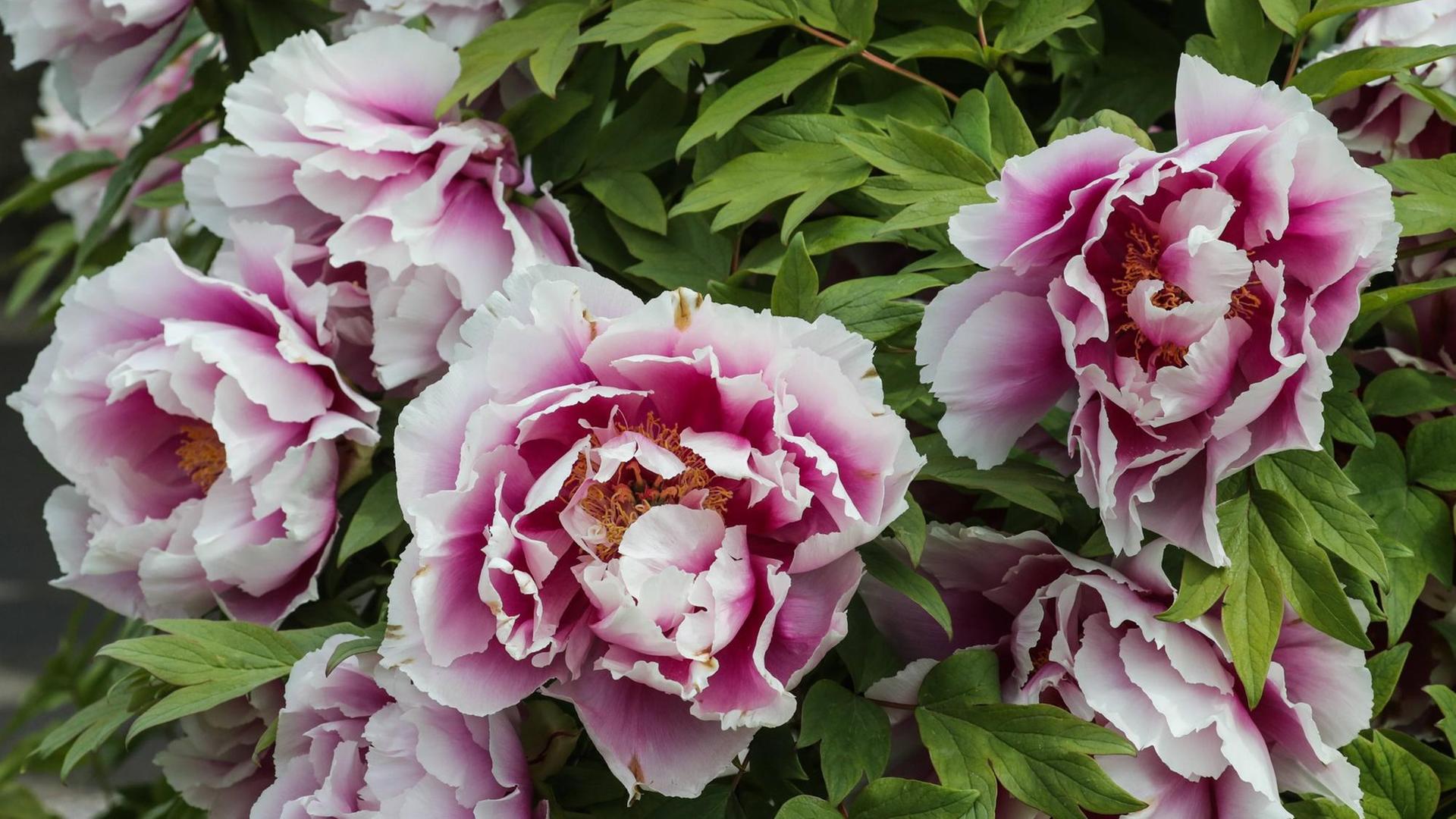 Eine Nahaufnahme zeigt blühende, rosa farbige Pfingstrosen.