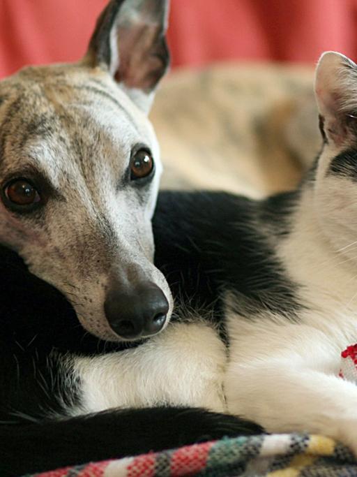 Hund und Katze kuscheln auf dem Sofa.