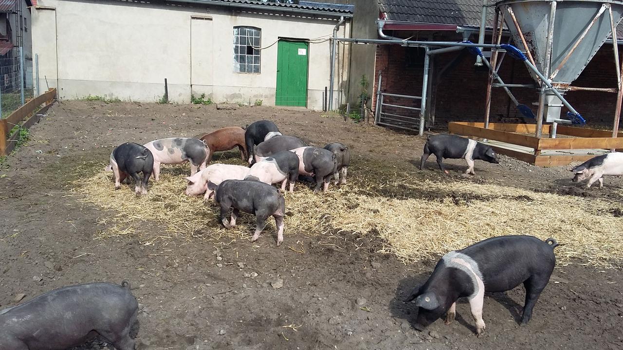 Bio-Schweinezucht auf Domgut Dehmen