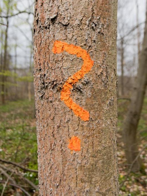 Ein Förster hat am 21.04.2017 eine von einem Pilz befallene Esche in einem Wald bei Sehlde im Landkreis Wolfenbüttel (Niedersachsen) mit einem Fragezeichen markiert.