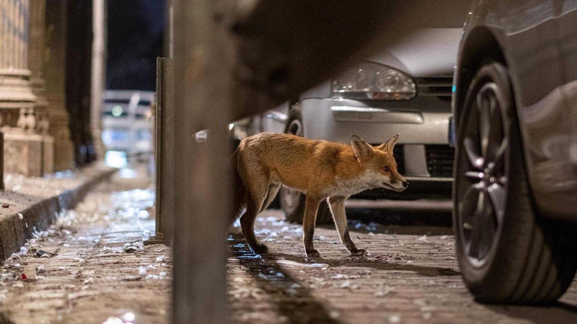 Ein Stadtfuchs im Gleimtunnel in Berlin. Das Tier läuft im Dunkeln zwischen Autos umher.