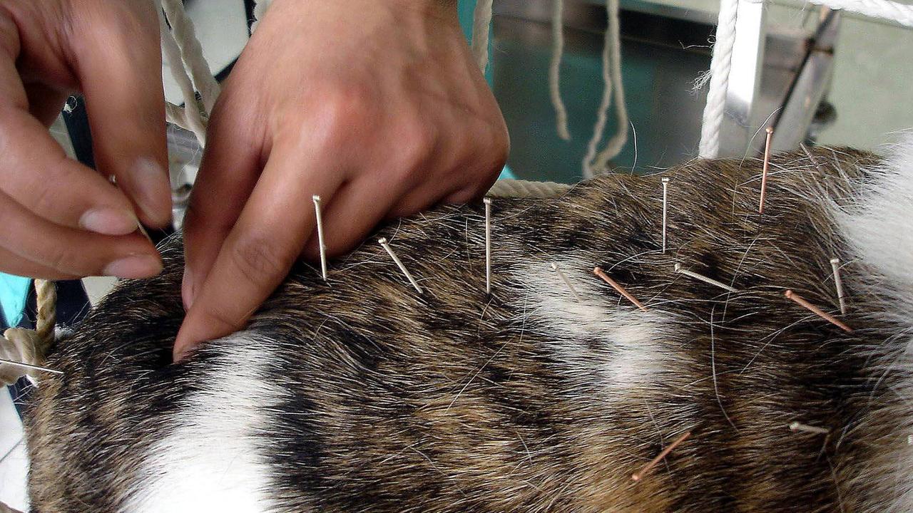 Akupunkturbehandlung bei einem Hund