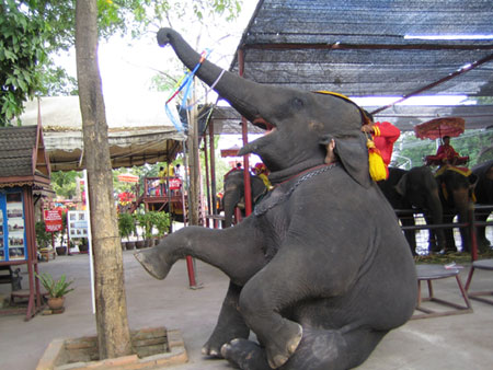 Dressierte Elefanten als Touristenattraktion in Ayutthaya Dressierte Elefanten als Touristenattraktion in Ayutthaya