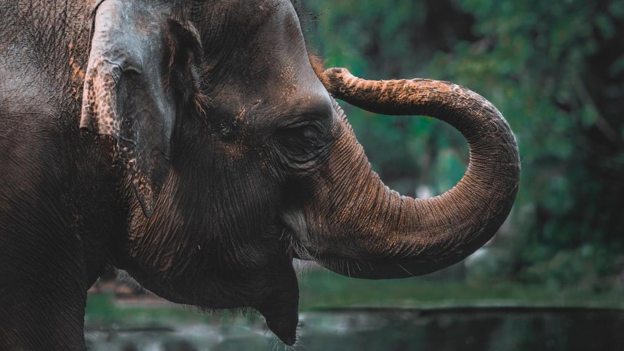 Eiin relativ junger Elefant biegt seinen Rüssel bis an seinen Schädel. Der Elefantrüssel ist ein Wunderwerk der Natur – er dient zum Tasten, Greifen, Riechen, als Schnorchel und auch als Waffe und zur Kommunikation.