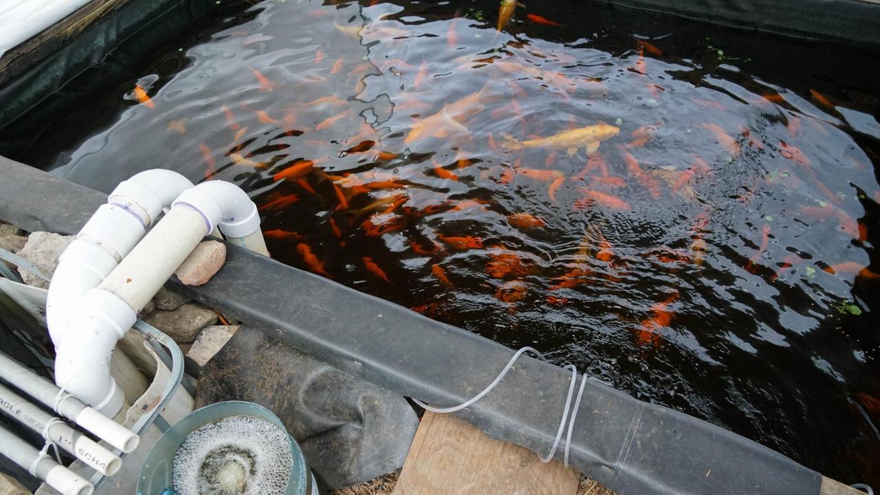 Eine Aquaponics Farm in Brooklyn, New York: Wasser aus einem Fisch-Bassin wird als Dünger für Pflanzen benutzt.