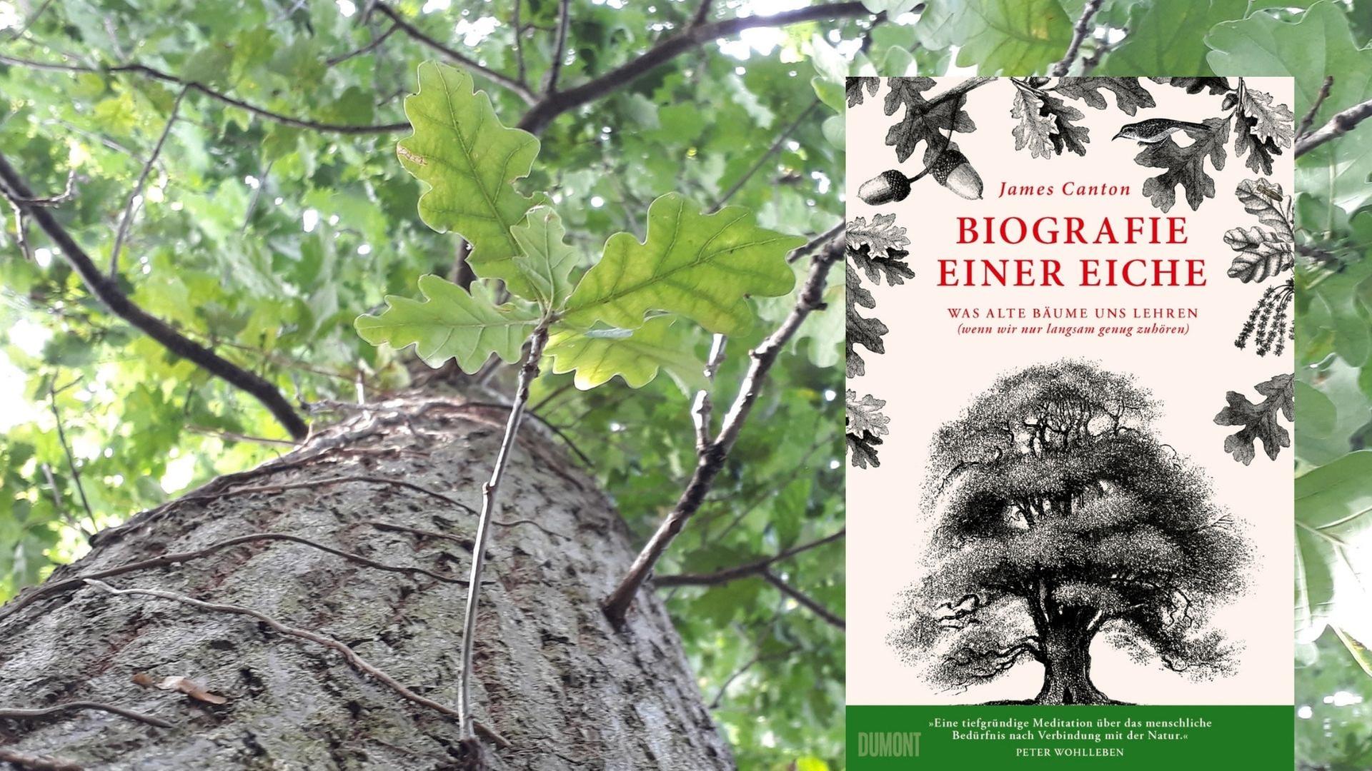 James Canton: „Biografie einer Eiche. Was alte Bäume uns Lehren (wenn wir nur langsam genug zuhören)“