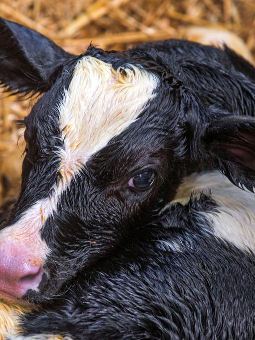 Ein frisch geborenes Kälbchen liegt am 19.05.2015 in der Landwirtschaftsgesellschaft in Zahrensdorf (Mecklenburg-Vorpommern) im Stroh des Muttertierstalls.