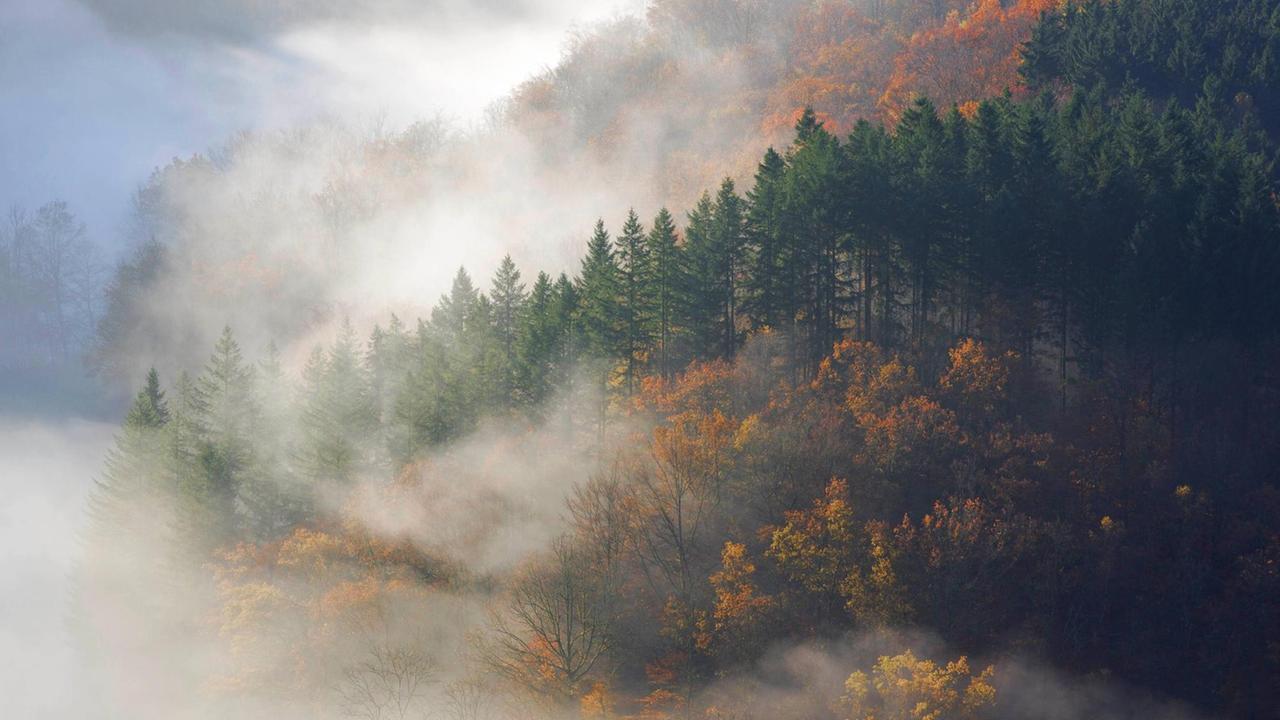 Herbstwald im Morgennebel am Tombeau du Geant, Belgien, Ardennen