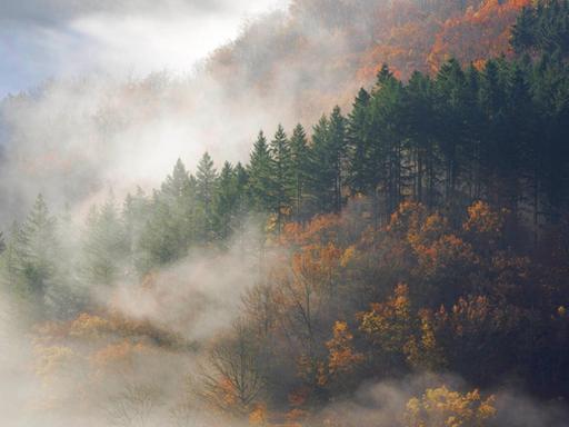 Herbstwald im Morgennebel am Tombeau du Geant, Belgien, Ardennen