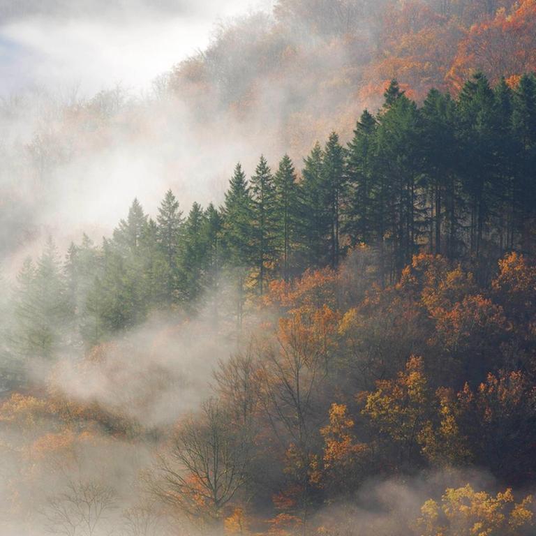 Herbstwald im Morgennebel am Tombeau du Geant, Belgien, Ardennen
