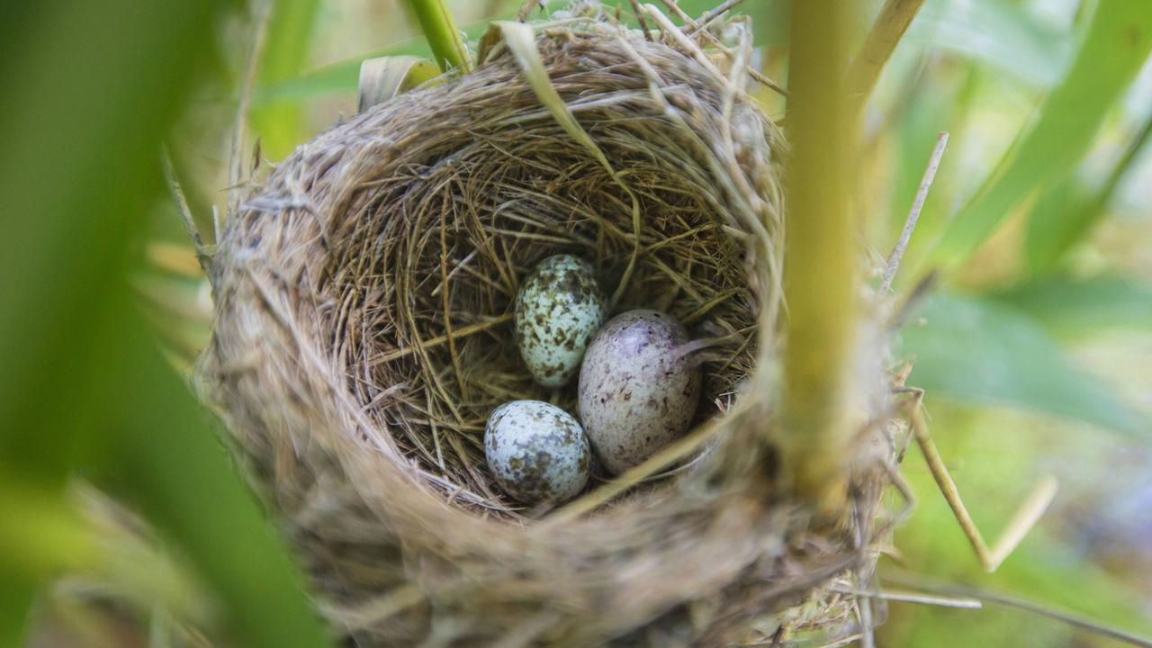 Ein größeres Kuckucksei im Nest eines Teichrohrsängers, Bayern.
