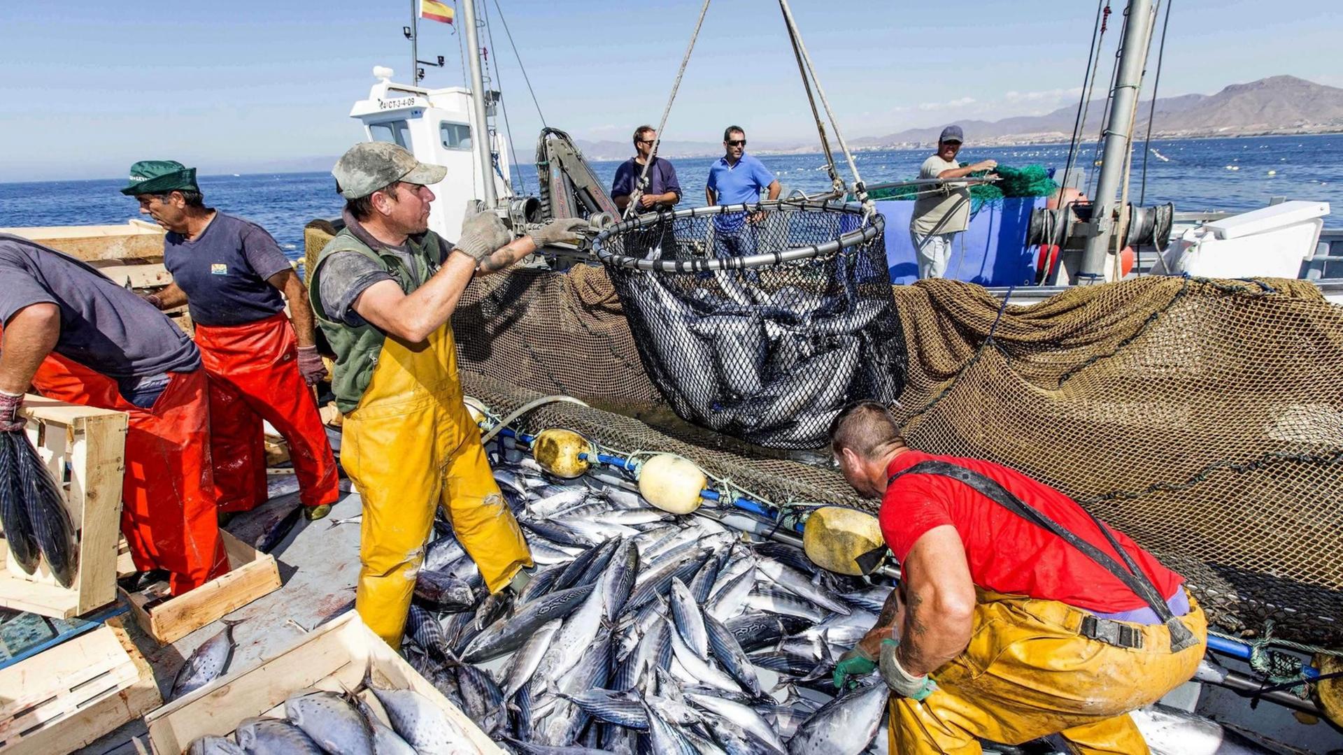Fischer auf einem Fischerboot leeren die Fangnetze.