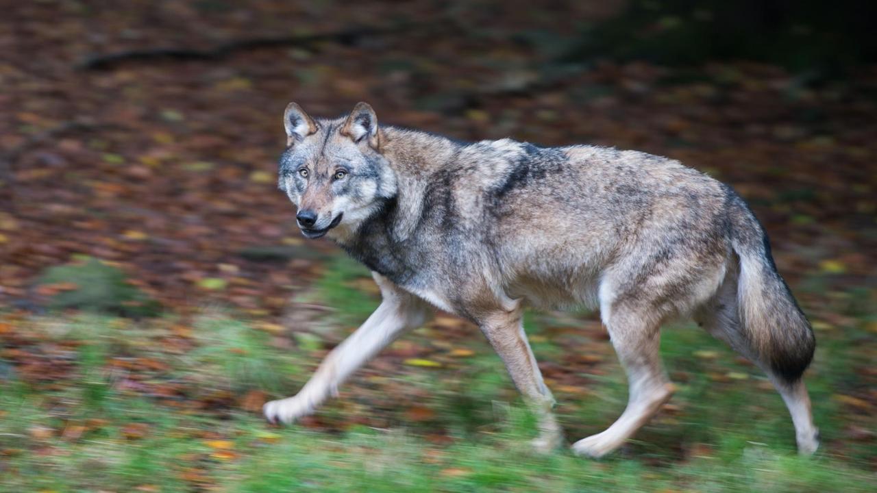 Ein Wolf läuft durch ein Gehege in einem Wildpark