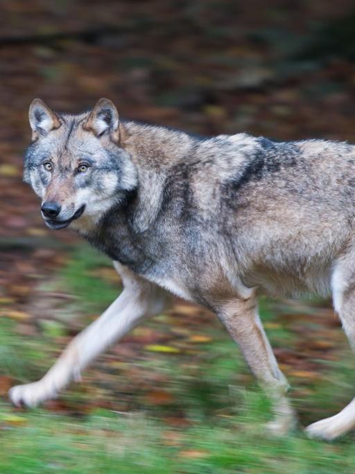 Ein Wolf läuft durch ein Gehege in einem Wildpark in Niedersachsen.