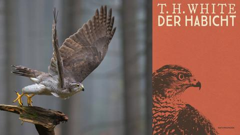 Buchcover T.H. White: „Der Habicht“ und im Hintergrund ein Habicht