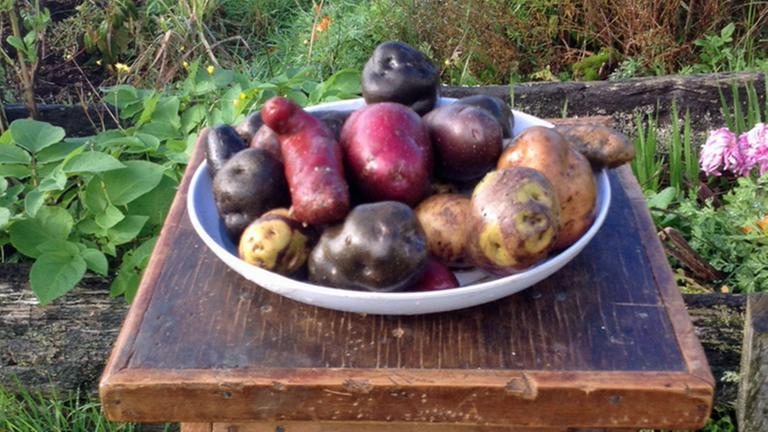 Bunte Kartoffeln von der Insel Chiloé 