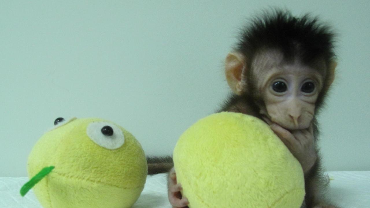 Das undatierte Bild zeigt in Shanghai Hua Hua, einer der ersten zwei Affen, die nach Dolly-Methode geklont wurden.