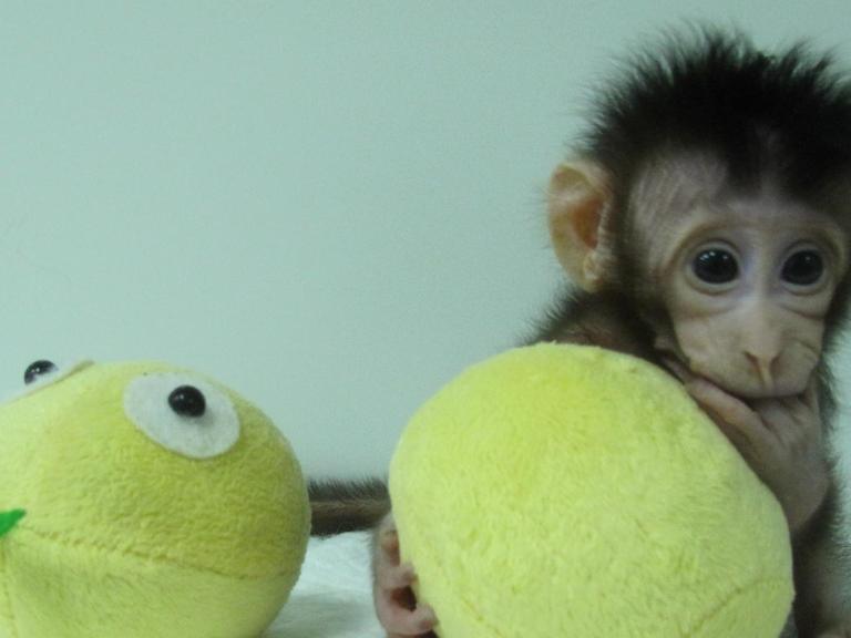 Das undatierte Bild zeigt in Shanghai Hua Hua, einer der ersten zwei Affen, die nach Dolly-Methode geklont wurden.