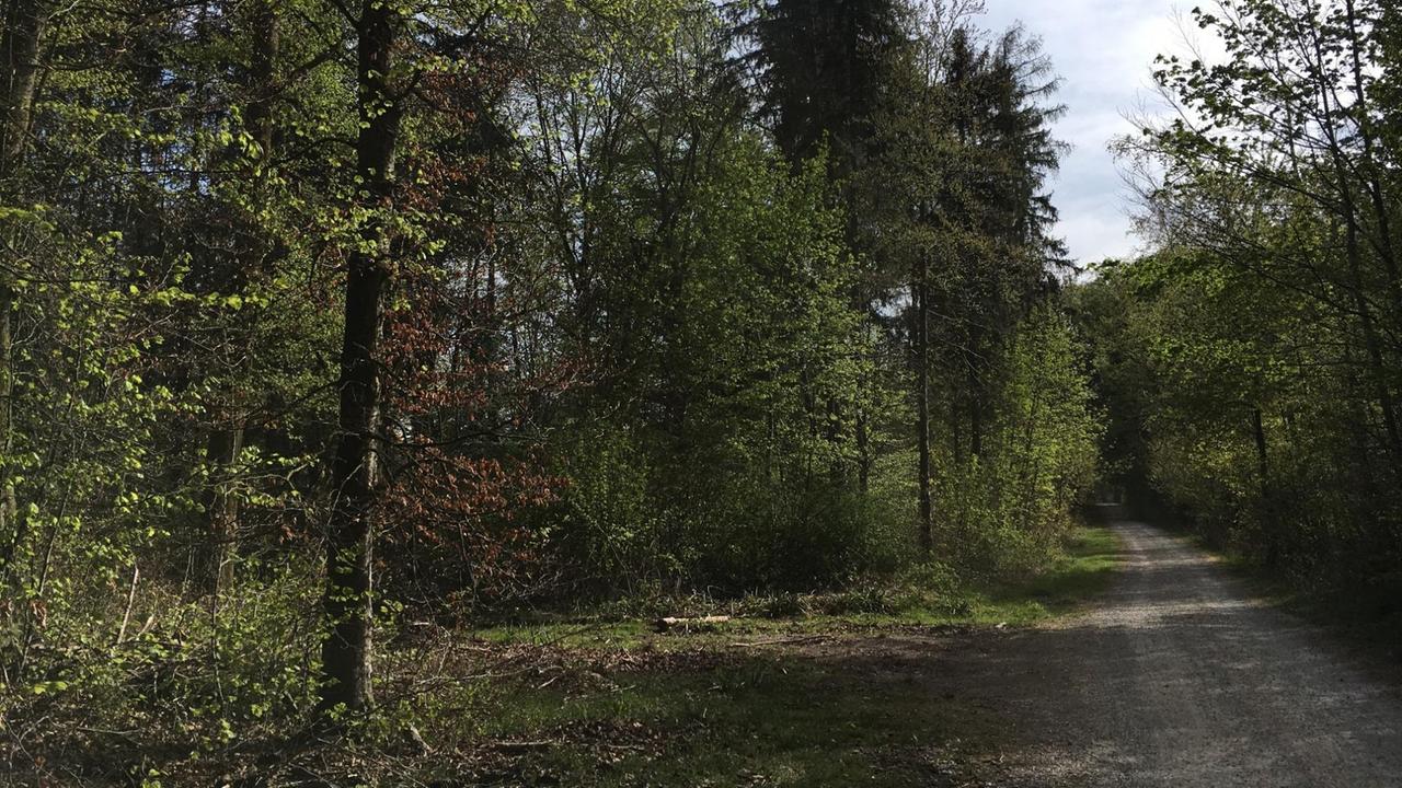 Ein Waldweg führt weit in den Wald hinein. 