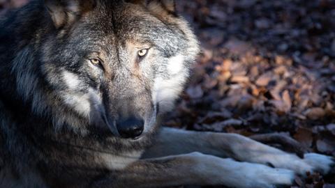 Ein Wolf liegt im Tierpark Kunsterspring auf dem Waldboden.