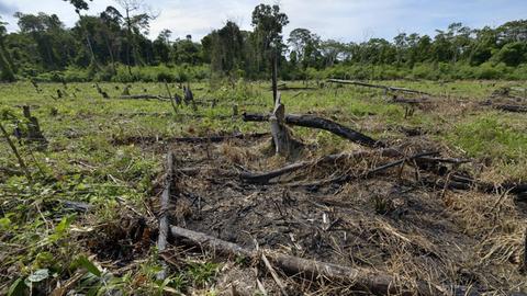 Die Baumstümpfe von abgeholzten Bäumen im Amazonas-Regenwald.