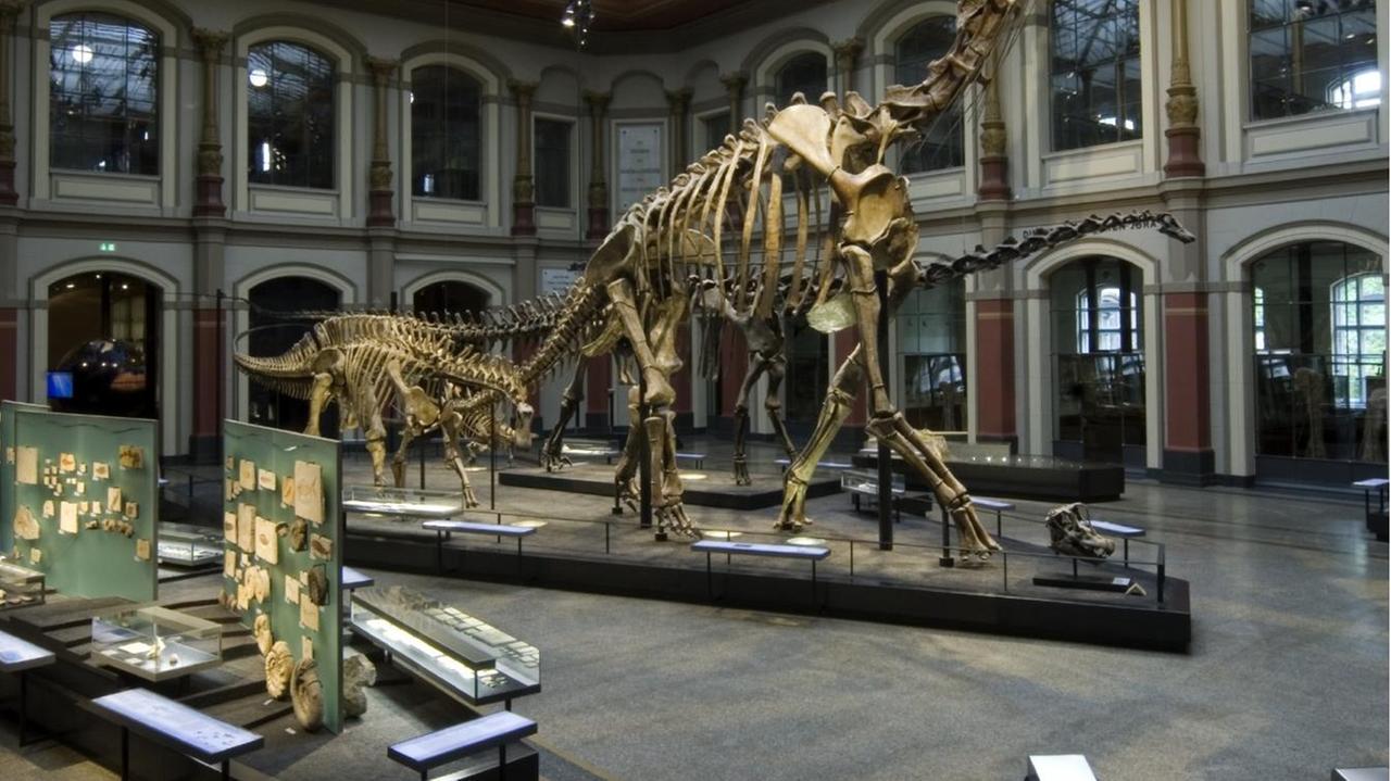 Der Brachiosaurus brancai in der großen Halle des Berliner Naturkundemuseums.