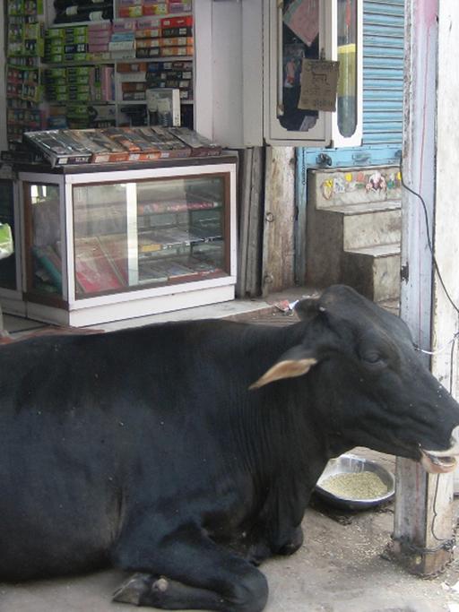 Eine Kuh liegt in einer Gasse in Old Delhi