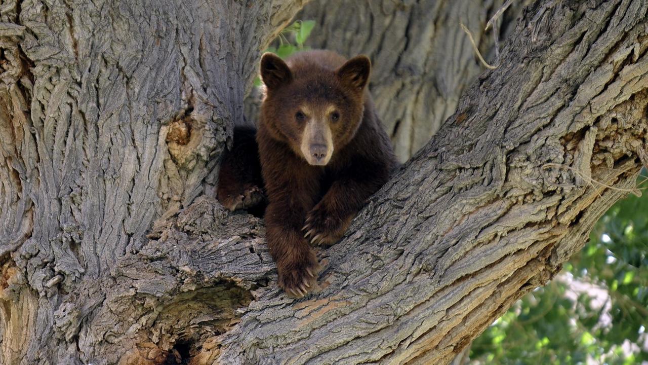 Amerikanischer Schwarzbär auf einer Astgabelung liegend. Amerikanischer Schwarzbär auf einer Astgabelung liegend.