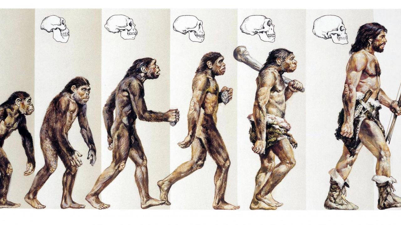 Die Evolution des Menschen